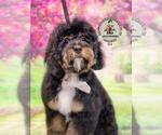 Small Photo #2 Bernedoodle Puppy For Sale in FOREST HILLS, NY, USA