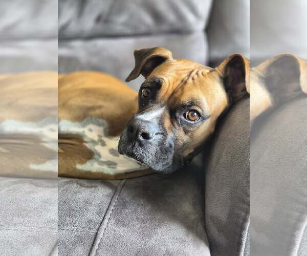 Medium Photo #1 Boxer Puppy For Sale in Stanwood, WA, USA