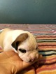 Small Photo #4 Boxer Puppy For Sale in BENICIA, CA, USA