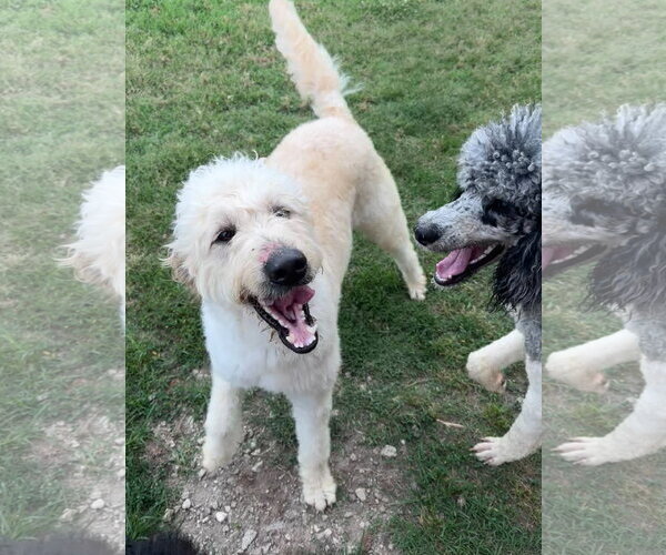Medium Photo #4 Goldendoodle Puppy For Sale in Pacolet, SC, USA
