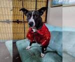Small #12 American Pit Bull Terrier Mix