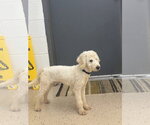 Small #1 Poodle (Miniature) Mix