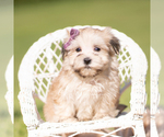 Small Photo #11 Morkie Puppy For Sale in WARSAW, IN, USA