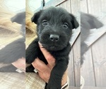 Puppy Puppy 3 Scottish Terrier