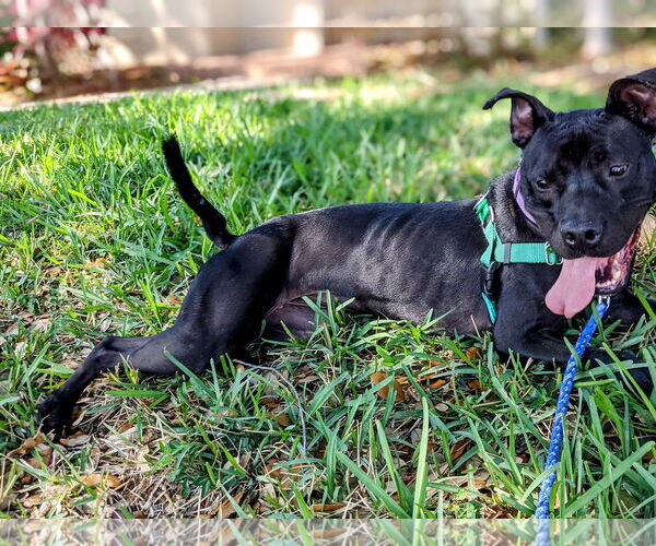 Medium Photo #33 Mutt Puppy For Sale in Pompano Beach , FL, USA