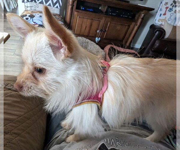 Medium Photo #3 Chiranian Puppy For Sale in Mount Airy, NC, USA