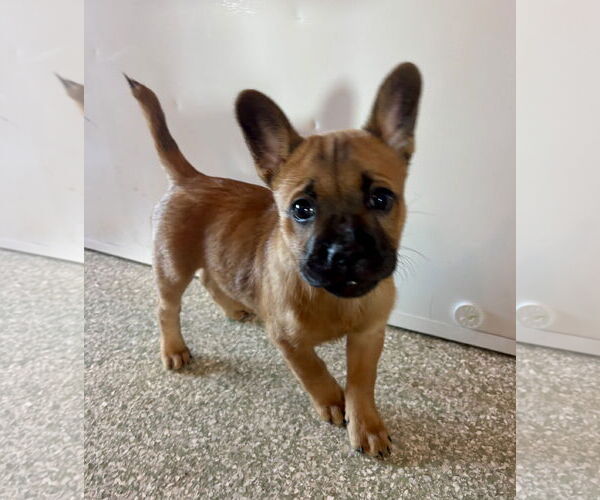 Medium Photo #2 French Bulldog-Unknown Mix Puppy For Sale in St. Louis Park, MN, USA