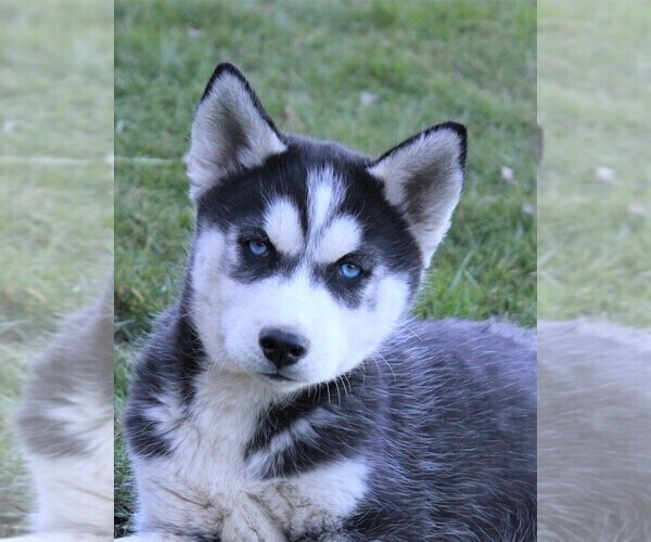 Medium Photo #2 Siberian Husky Puppy For Sale in STEVENS, PA, USA