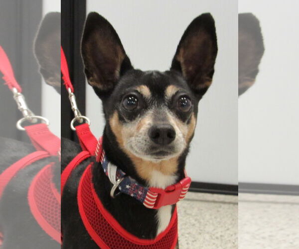 Medium Photo #2 Chihuahua Puppy For Sale in Conroe, TX, USA