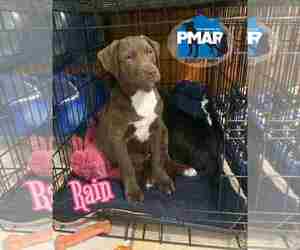 Labrador Retriever-Unknown Mix Dogs for adoption in Binghamton, NY, USA