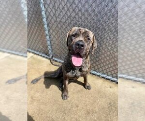 Mastiff-Unknown Mix Dogs for adoption in New London, WI, USA