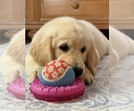 Small #1 English Cream Golden Retriever