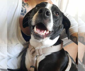 Mutt Dogs for adoption in New York, NY, USA