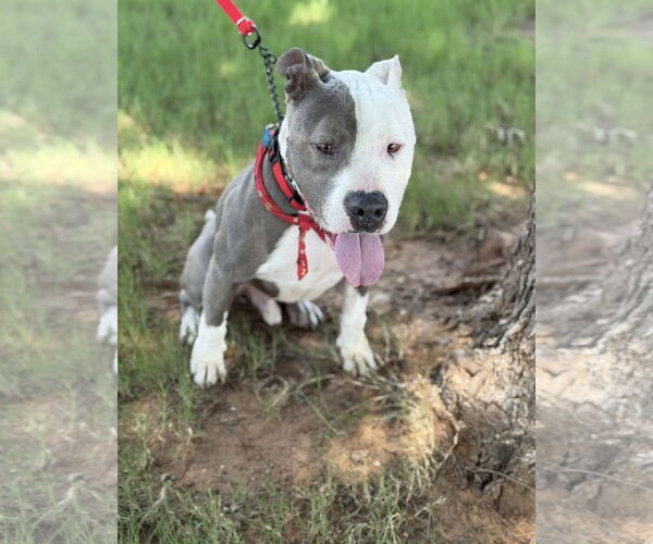 Medium Photo #8 Mutt Puppy For Sale in Euless, TX, USA