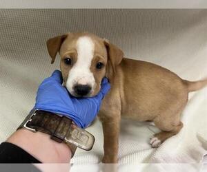 American Pit Bull Terrier Dogs for adoption in HESPERIA, CA, USA