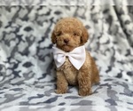 Small #7 Cockapoo (Miniature)