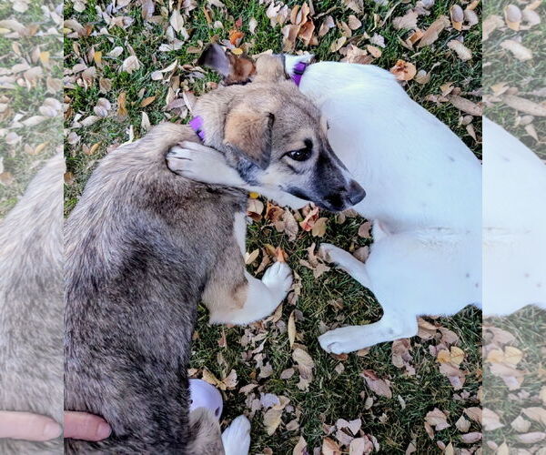 Medium Photo #5 Mutt Puppy For Sale in Sandy, UT, USA