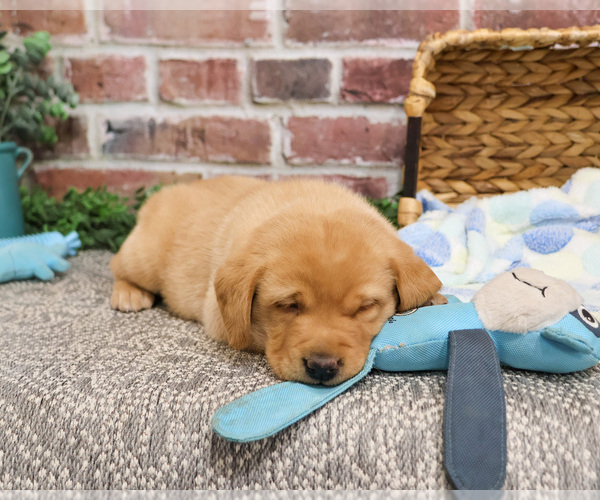 Medium Photo #5 Labrador Retriever Puppy For Sale in SYRACUSE, IN, USA