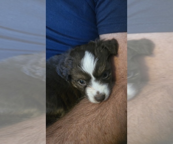 Medium Photo #2 Miniature Australian Shepherd Puppy For Sale in MOUNT JULIET, TN, USA
