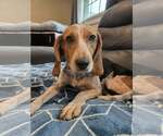Small Beagle Mix