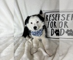 Small #2 Australian Shepherd
