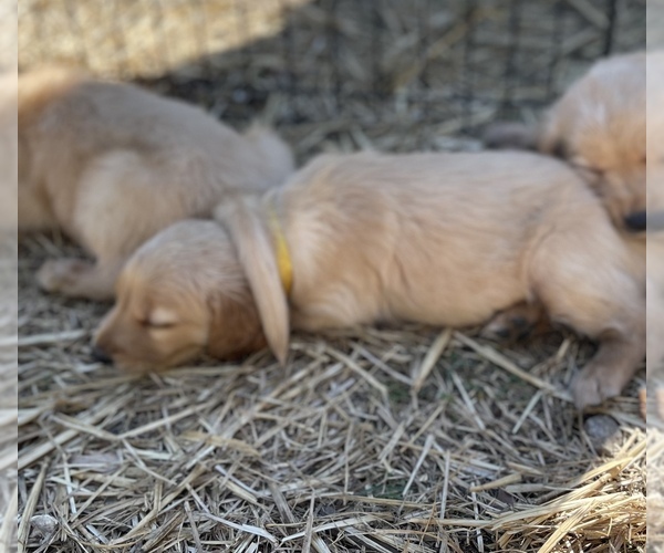 Full screen Photo #7 Golden Retriever Puppy For Sale in SUMMERVILLE, SC, USA