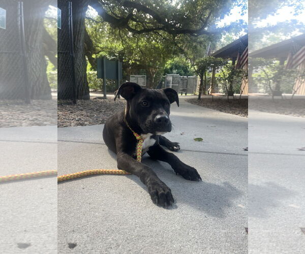 Medium Photo #1 Labrador Retriever-Unknown Mix Puppy For Sale in Hilton Head, SC, USA