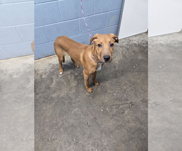 Medium Photo #3 Mutt Puppy For Sale in Evansville, IN, USA