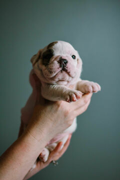 Medium Photo #2 English Bulldog Puppy For Sale in DEMOREST, GA, USA