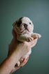 Small Photo #2 English Bulldog Puppy For Sale in DEMOREST, GA, USA