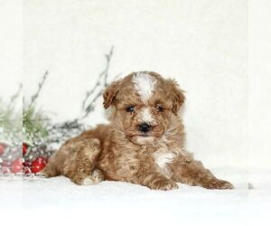Poodle (Toy) Puppy for sale in PARADISE, PA, USA