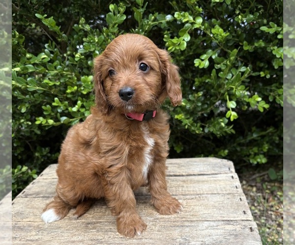 Medium Photo #2 Goldendoodle (Miniature) Puppy For Sale in MIDDLEBURY, IN, USA