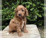 Small #1 Goldendoodle (Miniature)
