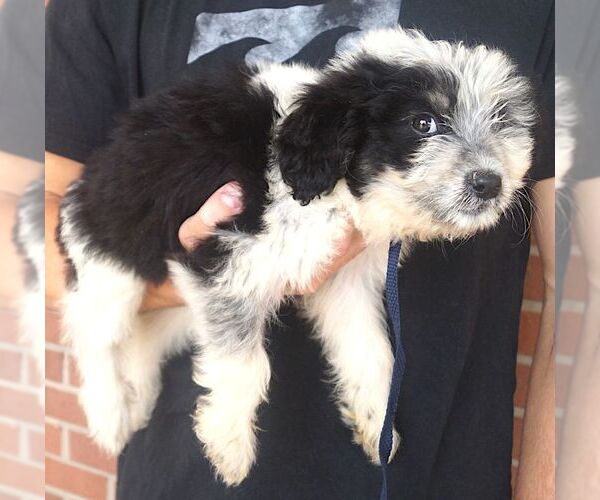 Medium Photo #2 Labrador Retriever Puppy For Sale in Carrollton, TX, USA