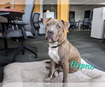 Small #1 Bullypit
