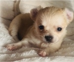 Small #1 Chihuahua