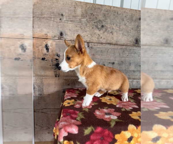 Medium Photo #4 Pembroke Welsh Corgi Puppy For Sale in VERMONTVILLE, MI, USA