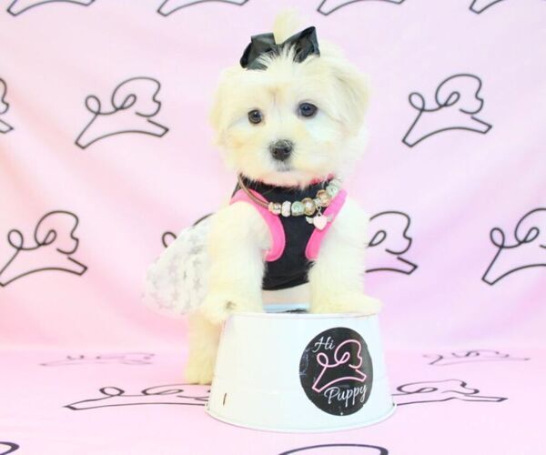 Medium Photo #9 Mal-Shi Puppy For Sale in LAS VEGAS, NV, USA