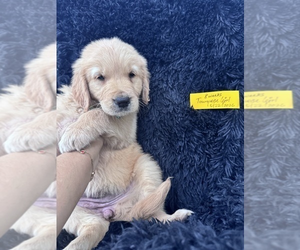 Medium Photo #6 Golden Retriever Puppy For Sale in ORLANDO, FL, USA