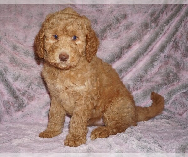 Medium Photo #5 Labradoodle mix (+ Poodle Standard) Puppy For Sale in LA HABRA, CA, USA