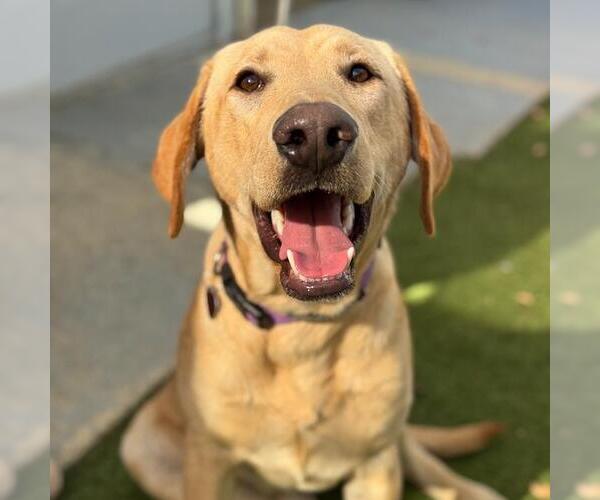 Medium Photo #3 Labrador Retriever-Unknown Mix Puppy For Sale in San Diego, CA, USA