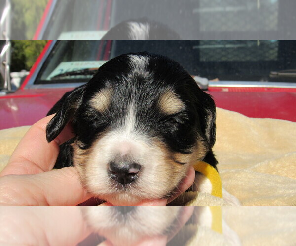 Medium Photo #9 Bernedoodle Puppy For Sale in BIG ROCK, IL, USA