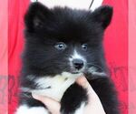 Small Photo #7 Huskimo Puppy For Sale in SEBRING, FL, USA