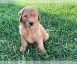 Small Photo #1 Goldendoodle Puppy For Sale in NICKELSVILLE, VA, USA