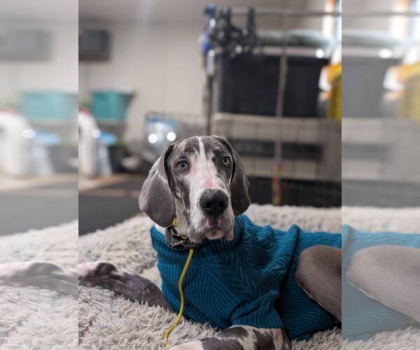 Medium Photo #2 Great Dane Puppy For Sale in Catasauqua, PA, USA