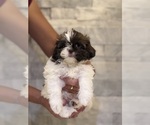Puppy 2 Shih Tzu