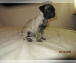 Small Photo #9 Pug Puppy For Sale in HUGUENOT, NY, USA