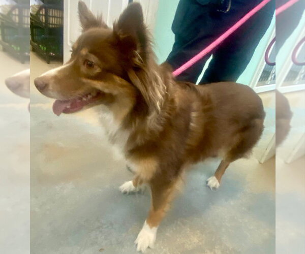 Medium Photo #3 Australian Shepherd-Unknown Mix Puppy For Sale in Bryant, AR, USA