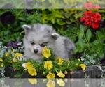 Puppy Wynter Pomeranian