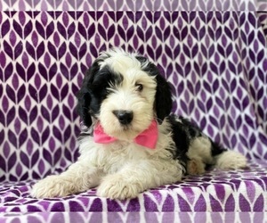 Sheepadoodle Puppy for sale in LANCASTER, PA, USA